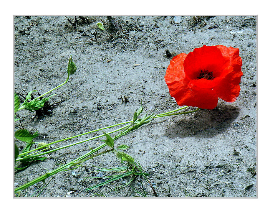 Rot blüht der Mohn...