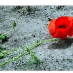 Rot blüht der Mohn...