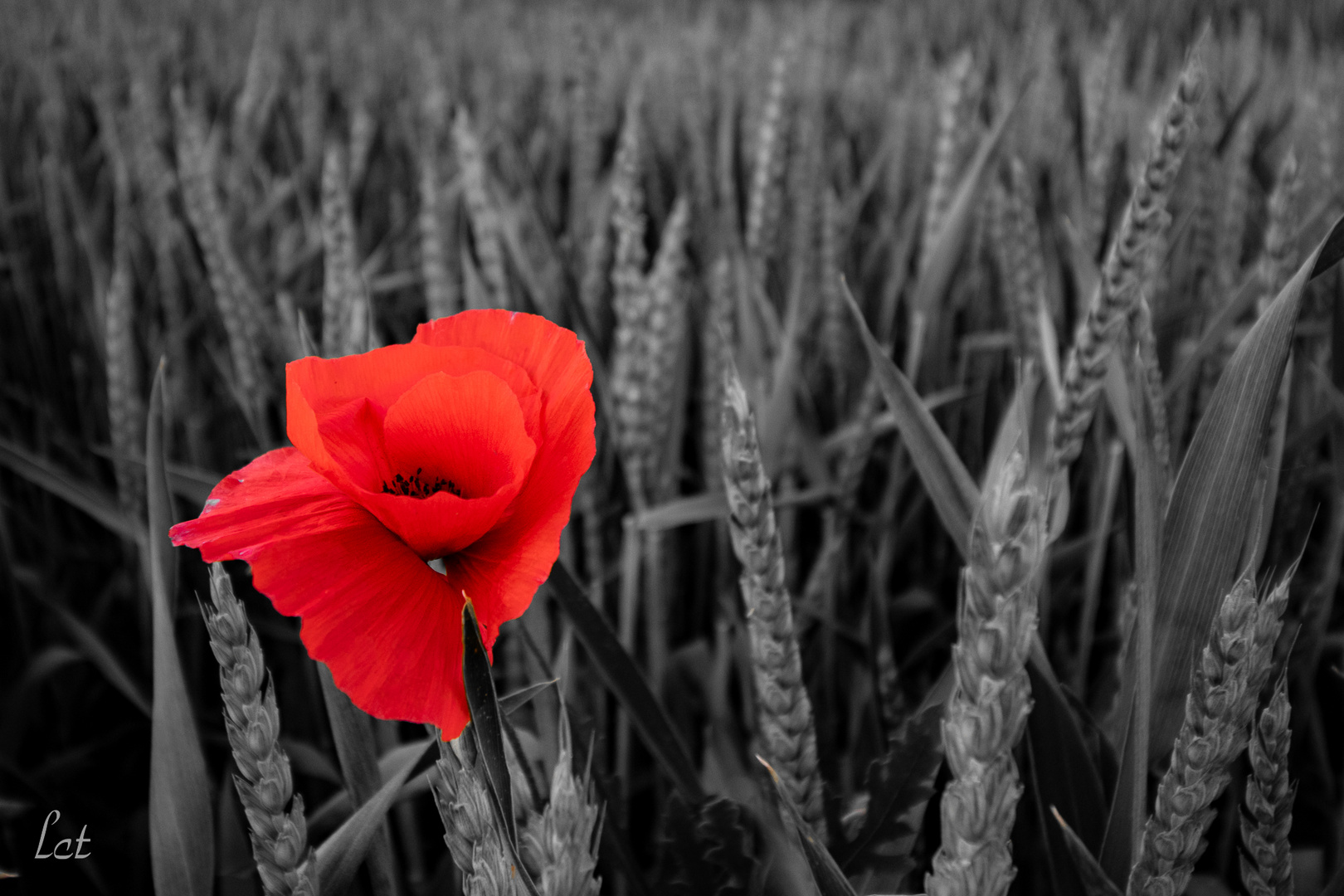 Rot blüht der Mohn