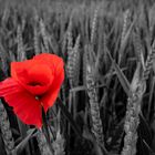 Rot blüht der Mohn