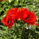 Rot blüht der Mohn