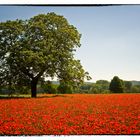 Rot blüht der Mohn 