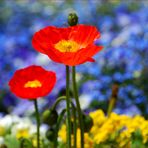 rot blüht der mohn