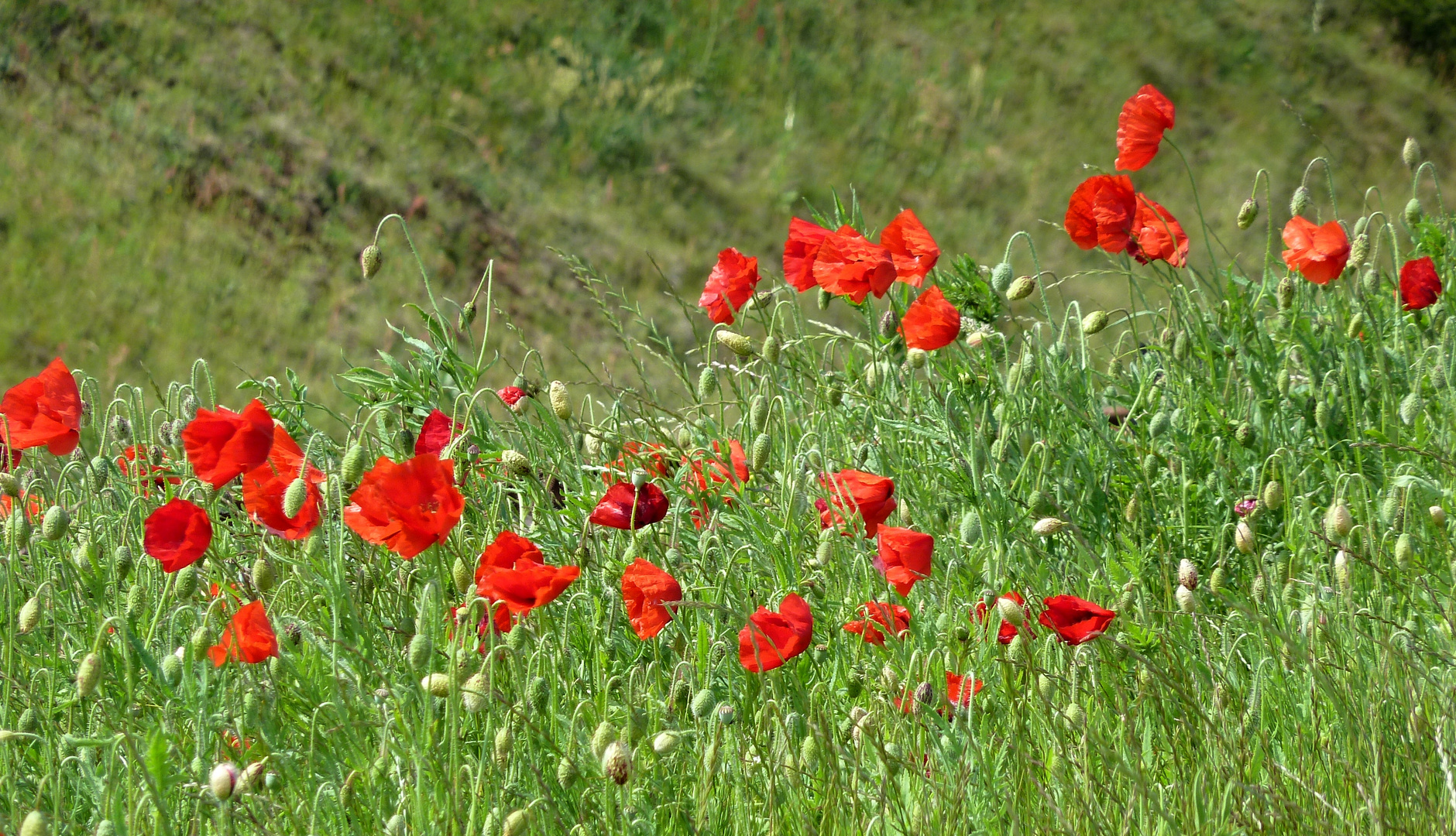 rot blüht der Mohn