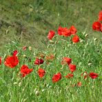 rot blüht der Mohn