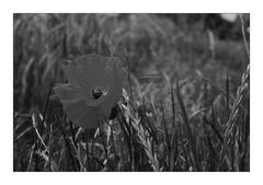 Rot blüht der Mohn