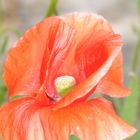 Rot blüht der Mohn