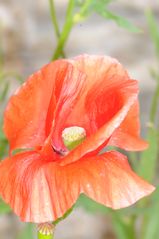 Rot blüht der Mohn