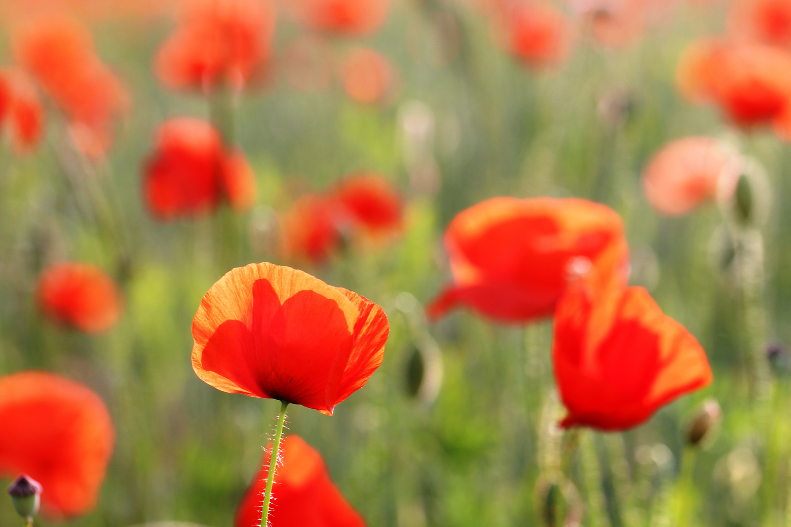 Rot blüht der Mohn