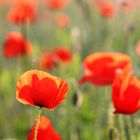 Rot blüht der Mohn