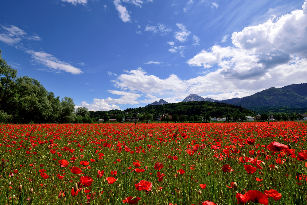 Rot blüht der Mohn........