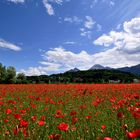 Rot blüht der Mohn........