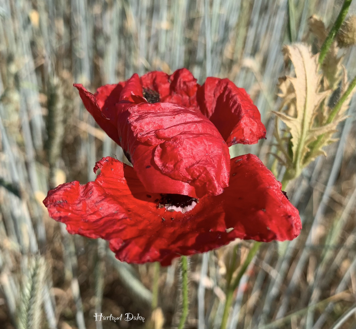 Rot blüht der Mohn