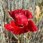 Rot blüht der Mohn