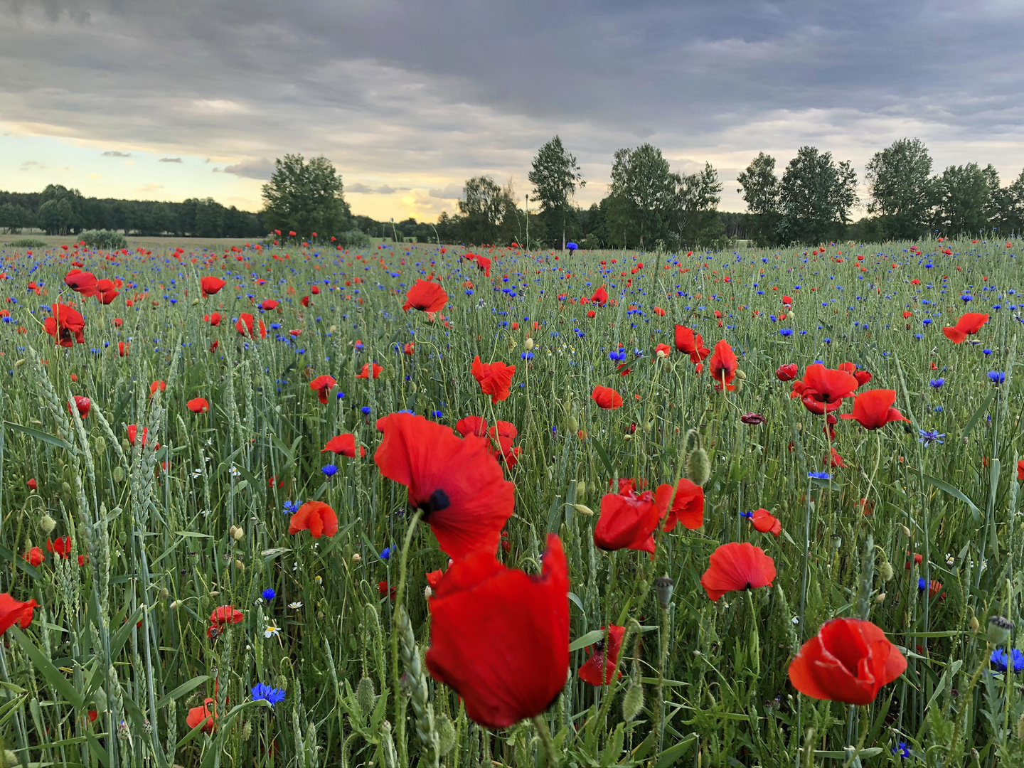 Rot blüht der Mohn