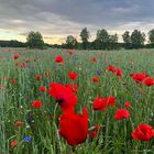 Rot blüht der Mohn