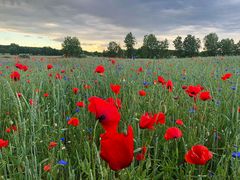 Rot blüht der Mohn