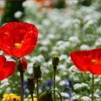 rot blüht der mohn...