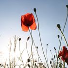 Rot blüht der Mohn