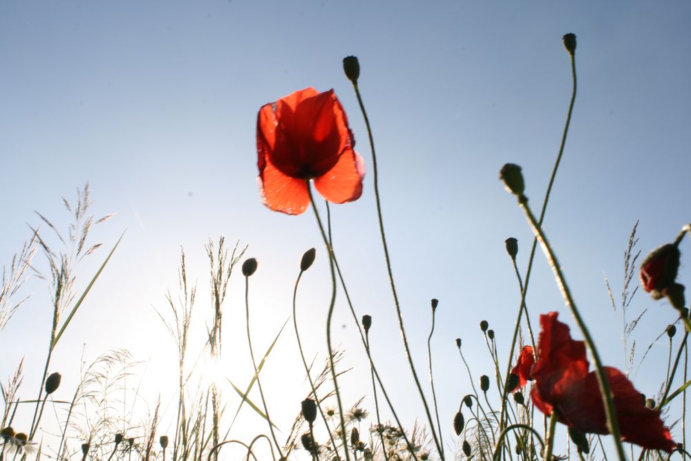 Rot blüht der Mohn