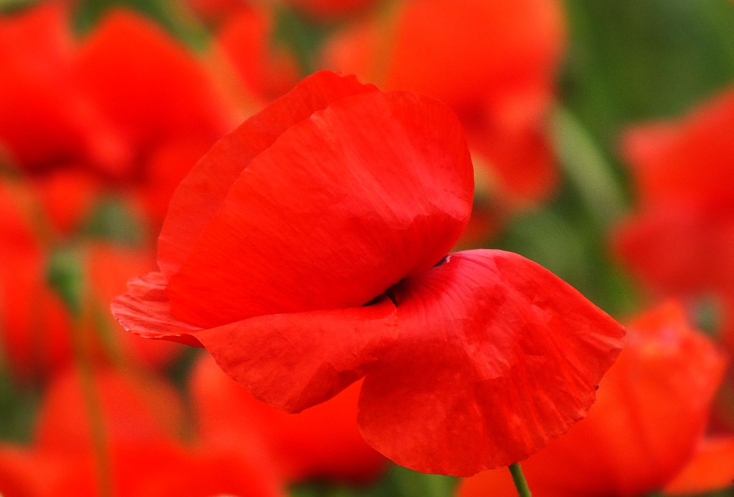 Rot blüht der Mohn.....