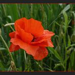 °° rot blüht der Mohn °°