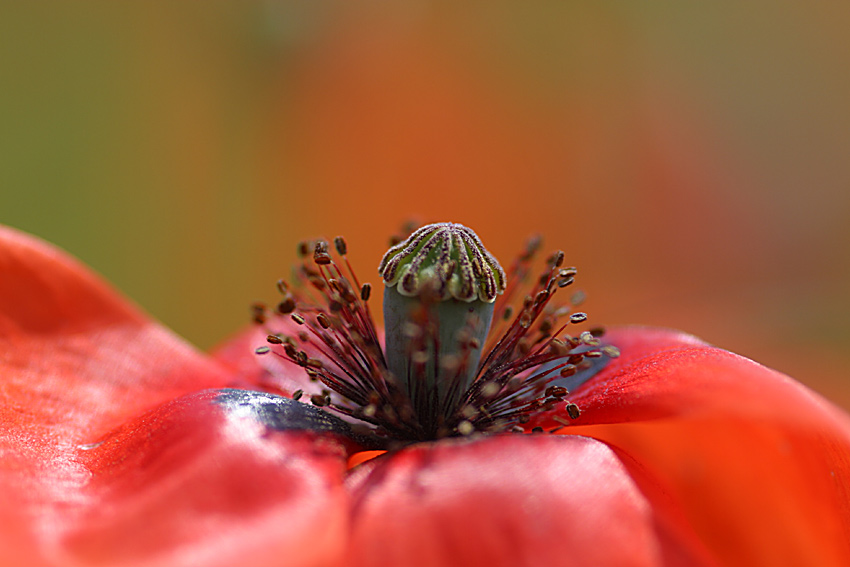 Rot blüht der Mohn