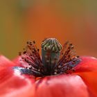 Rot blüht der Mohn