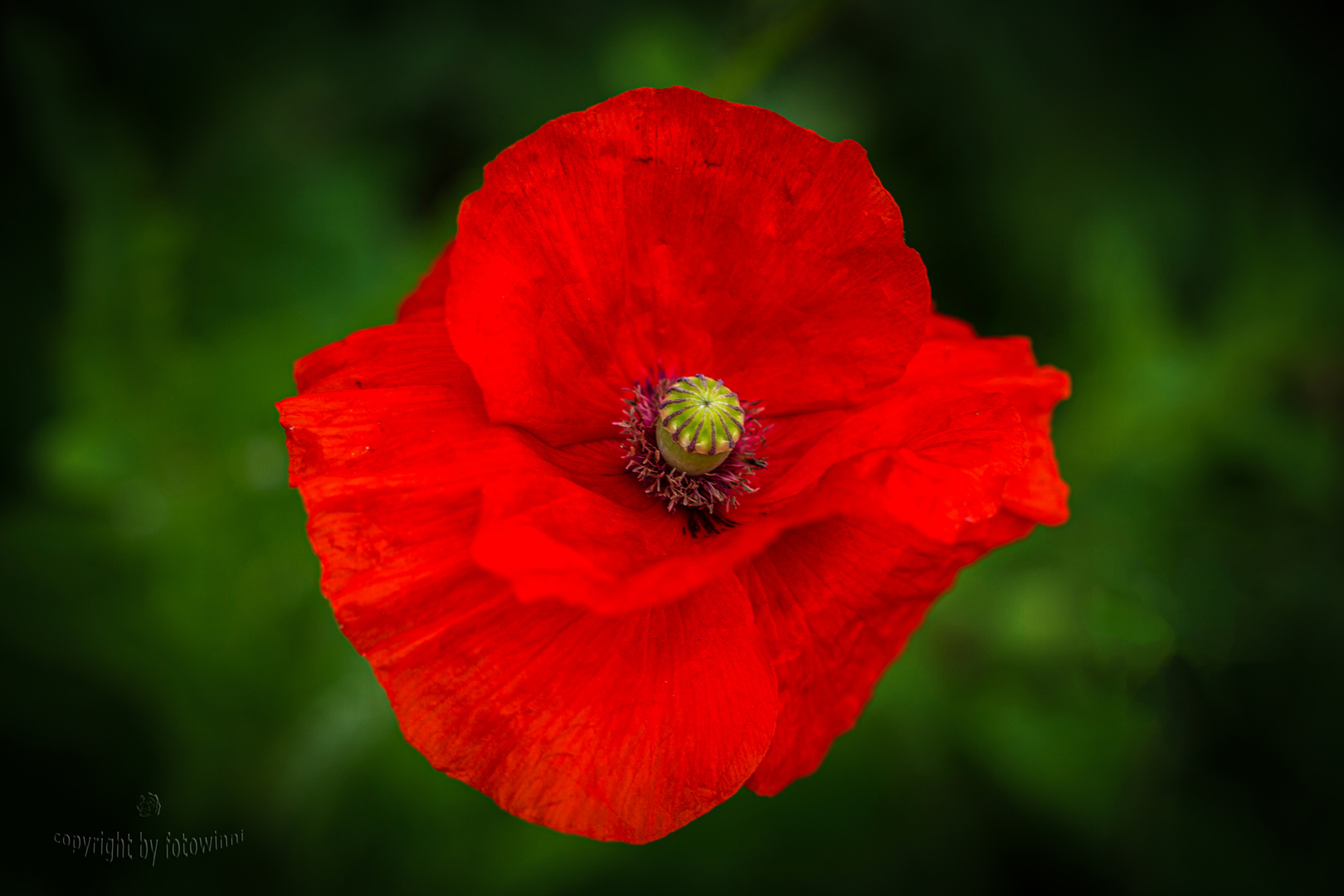 rot blüht der Mohn