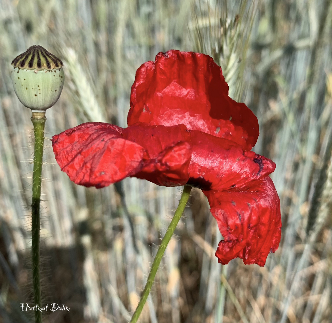 Rot blüht der Mohn