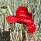 Rot blüht der Mohn