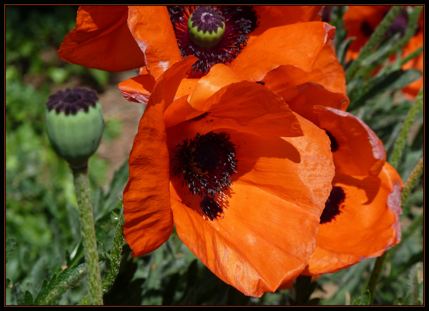 Rot blüht der Mohn ...