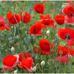 Rot blüht der Mohn