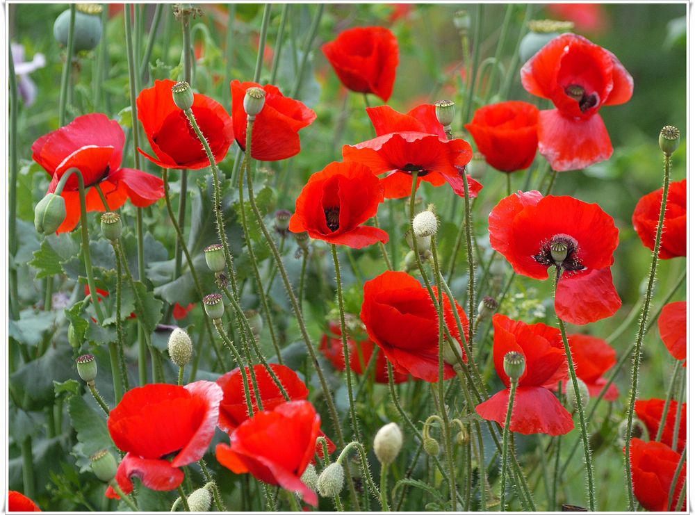 Rot blüht der Mohn