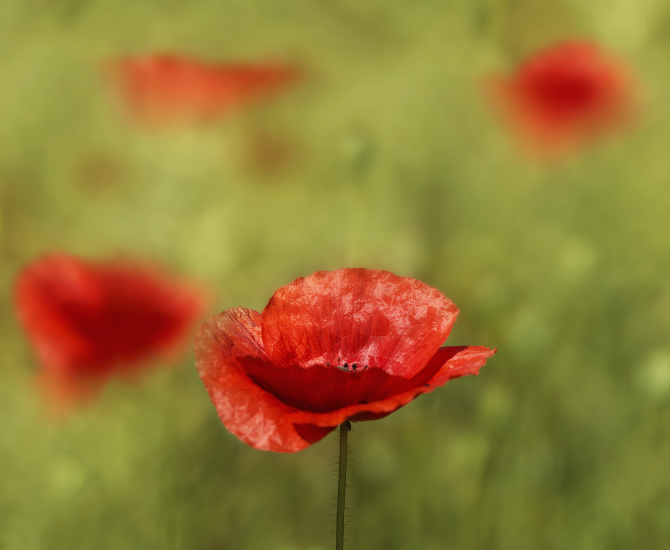 Rot blüht der Mohn !