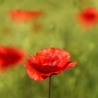 Rot blüht der Mohn !