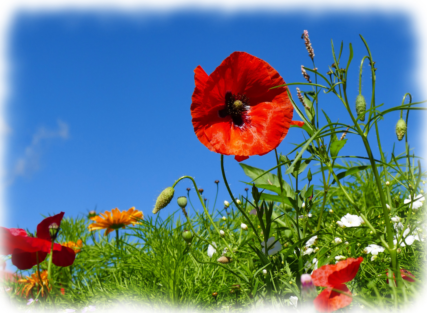 rot blüht der Mohn....