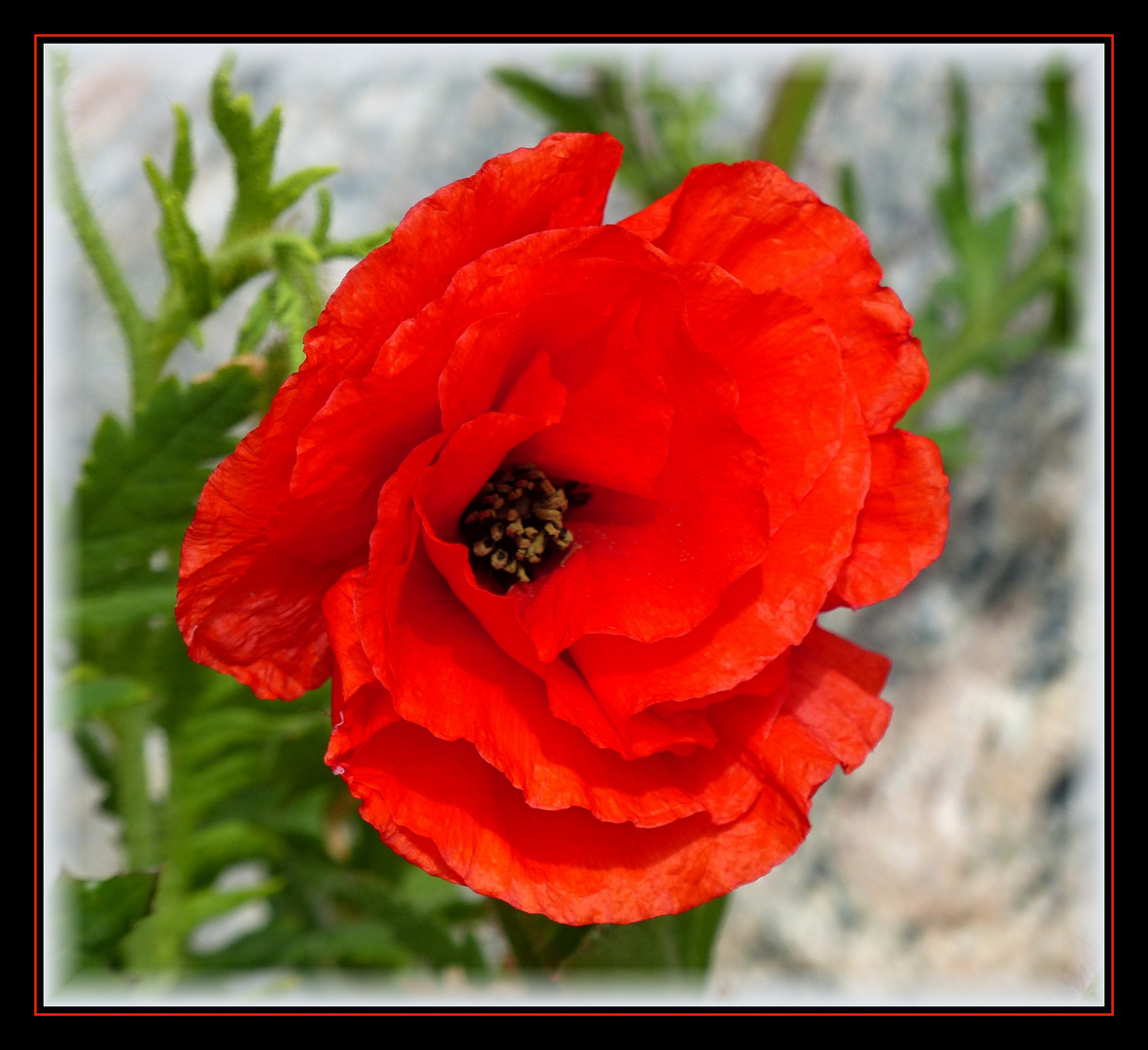 Rot blüht der Mohn