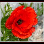 Rot blüht der Mohn