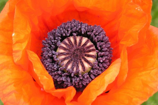 Rot blüht der Mohn...