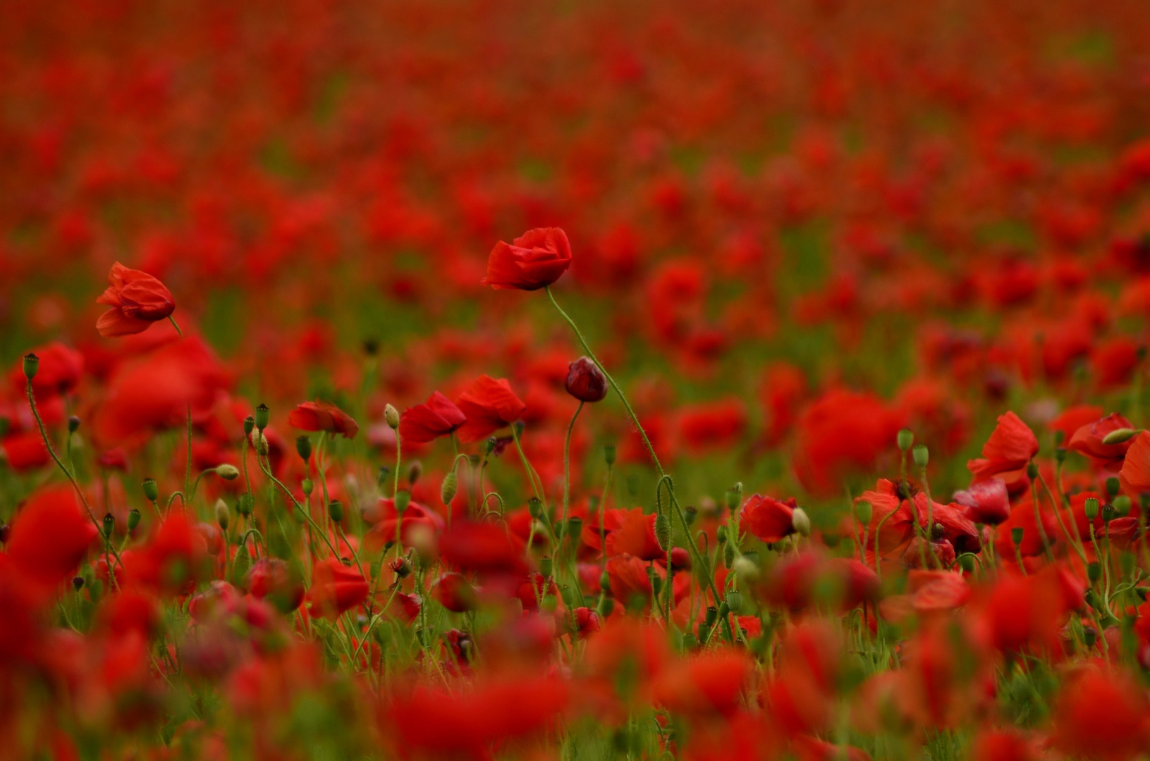 Rot blüht der Mohn...