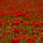 Rot blüht der Mohn...