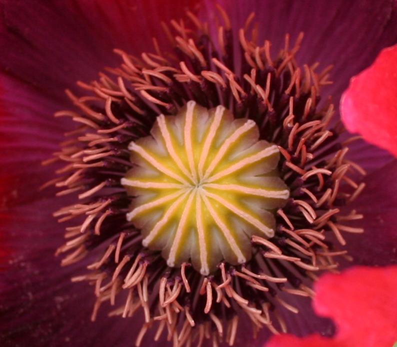 rot blüht der Mohn