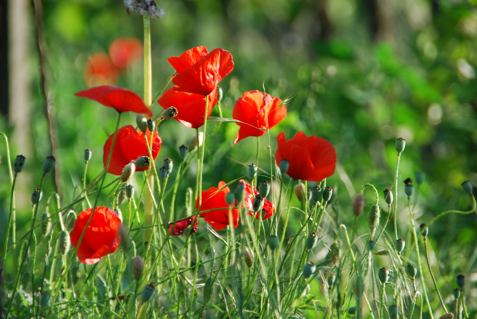 ...rot blüht der Mohn...