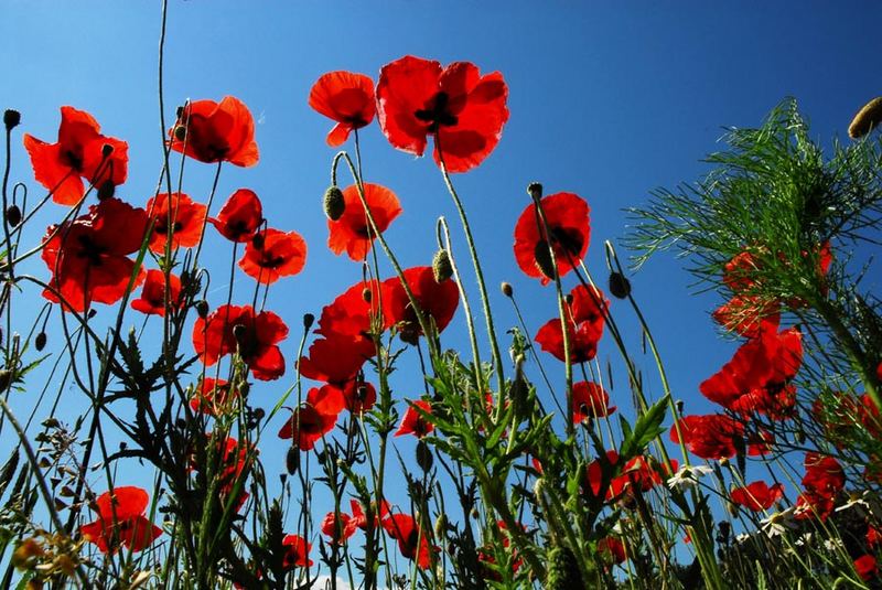 Rot blüht der Mohn