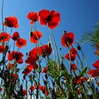 Rot blüht der Mohn