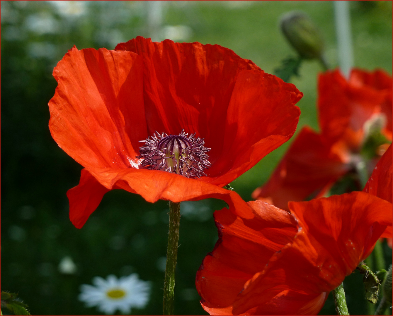 Rot blüht der Mohn