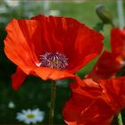 Rot blüht der Mohn