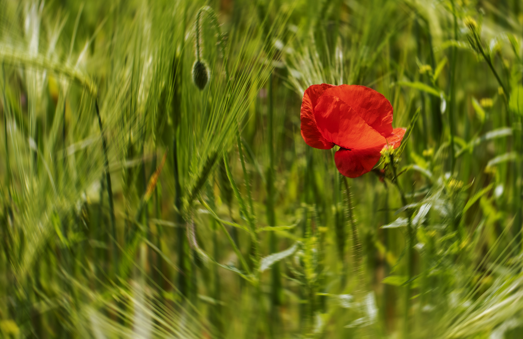 Rot blüht der Mohn