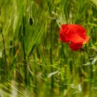 Rot blüht der Mohn